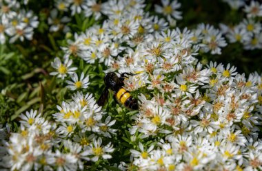 hairy scoolid wasp scolia hirta on heath aster symphyotrichum ericoides blossoms.  clipart