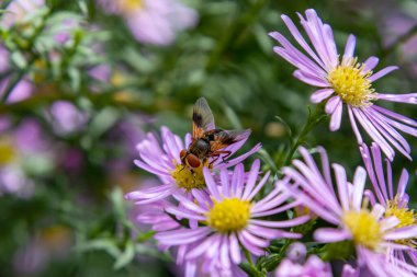 tachinid fly ectophasia crassipennis or oblonga on symphyotrichum aster blossom. High quality photo clipart