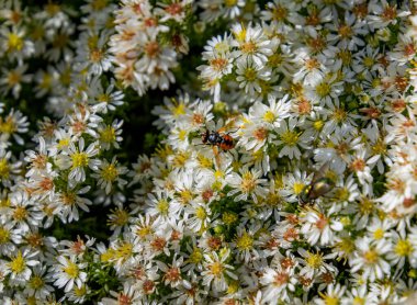 gymnosoma clavatum tachinid fly on heath aster symphyotrichum ericoides blossoms. High quality photo clipart