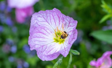 Sweat bee Halictus rubicundus on a pink evening primrose oenothera speciosa blossom.  clipart