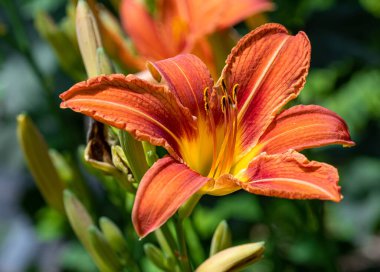 hemerocallis fulva dolgun gün çiçekleri yazın başlarında.