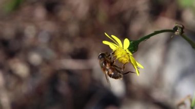  Senecio dengesizlerinin üzerindeki bir bal arısının kısa klipsi ya da dar yapraklı ragwort. 