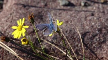  Polyommatus icarus 'un kısa bir klipsi Senecio inequidens ya da dar yapraklı ragwort üzerindeki sıradan mavi kelebek. 