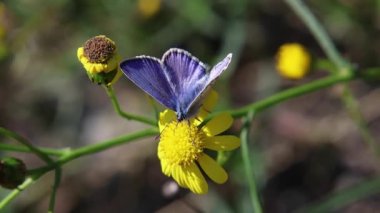  Polyommatus icarus 'un kısa bir klipsi Senecio inequidens ya da dar yapraklı ragwort üzerindeki sıradan mavi kelebek. 