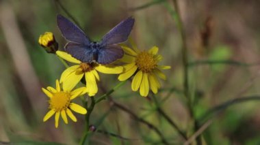 Polyommatus icarus senecio inequidens veya dar yapraklı ragwort üzerinde yaygın mavi kelebek. Yüksek kalite 4k görüntü