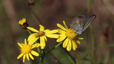 Polyommatus icarus senecio inequidens veya dar yapraklı ragwort üzerinde yaygın mavi kelebek. Yüksek kalite 4k görüntü