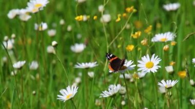 Kızıl Amiral Vanessa Atalanta Kelebek yazın başında papatya çiçeğinin üzerinde oturuyor.. 