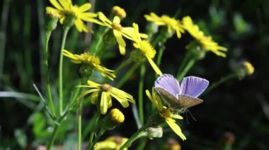 Polyommatus icarus senecio inequidens veya dar yapraklı ragwort üzerinde yaygın mavi kelebek. Yüksek kalite 4k görüntü