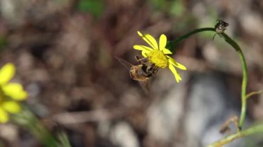  Senecio dengesizlerinin üzerindeki bir bal arısının kısa klipsi ya da dar yapraklı ragwort. 