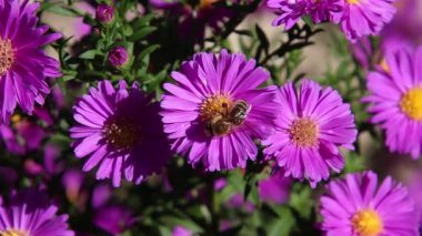 Pembe çalılı paskalya senfonisi dumozom çiçeğinin üzerindeki arı..