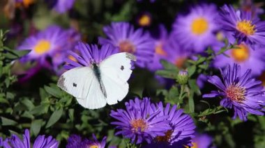 Pieris rapae lahana beyaz kelebek aster dumosus çiçekleri üzerinde. Yüksek kalite 4k görüntü