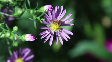 Halictus subauratus, çalılık bir paskalya çiçeğinin üzerindeki Altın Furrow arısı.. 