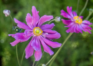 Pembe Japon şakayık çiçekleri.. 