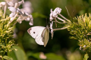 Pieris rapae Küçük lahana beyaz kelebek Bir plumbago auriculata alba, Cape Leadwort.