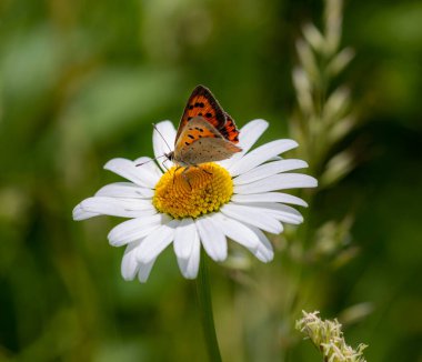 Bulanık bokeh arkaplanlı, papatya çiçeğinin üzerindeki küçük bakır kelebeğe yaklaş .