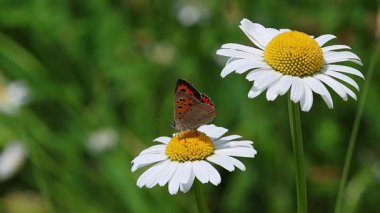 Bulanık bokeh arkaplanlı papatya çiçeğinin üzerindeki küçük bakır kelebeğin kısa bir klipsi . 