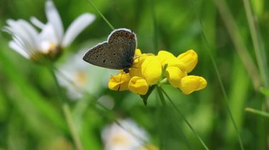 Bir polyommatus icarus kısa klipsi Ranunculus akris çiçeği üzerinde polen toplamak. 