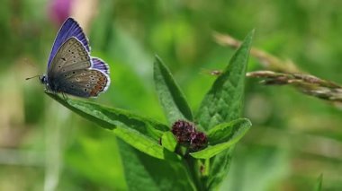 Polyommatus icarus 'un kısa bir klipsi Centaurea jacea yaprağında polen topluyor.. 