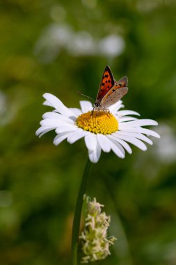 Bulanık bokeh arkaplanlı, papatya çiçeğinin üzerindeki küçük bakır kelebeğe yaklaş .