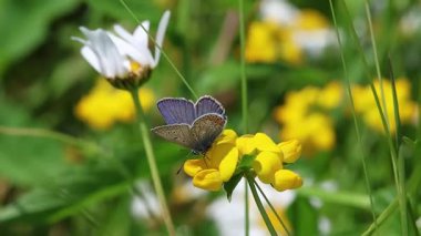 Bir polyommatus icarus kısa klipsi Ranunculus akris çiçeği üzerinde polen toplamak. 