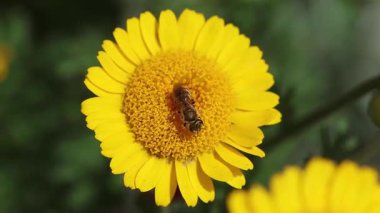 Bir Halictus subauratus 'un kısa bir klibi Altın Hortumlu Arı' nın bir marş üzerindeki tinctoria çiçeği. 