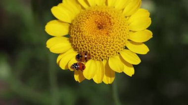 2 coccinella septempunctata kısa klip, Cota tinctoria çiçekli yedi benekli uğur kuşu. 