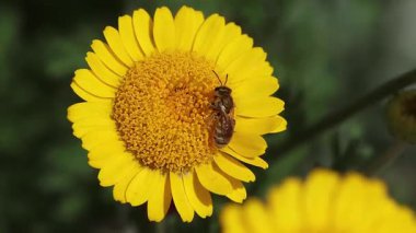 Bir Halictus subauratus 'un kısa bir klibi Altın Hortumlu Arı' nın bir marş üzerindeki tinctoria çiçeği. 