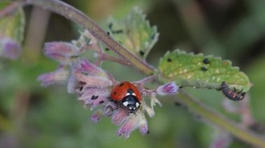 Yedi benekli uğur böceği ya da koksinella septempunctata ve nane çiçekli uğur kuşu larvası.. 