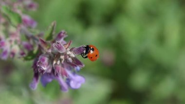 yedi benekli uğur kuşu veya kokcinella septempunctata on catmint floost. 