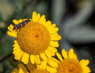 Koksinella septempunctata larvası, cota tinctoria çiçeğindeki yedi benekli uğur kuşu.. 