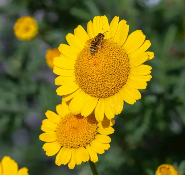 Halictus subauratus 'un makrosu Altın Hortumlu Arı bir marş eşliğinde çiçek açıyor.. 