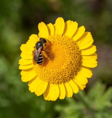 Yapayalnız bir halictus arısının marş üzerindeki büyüsü.. 
