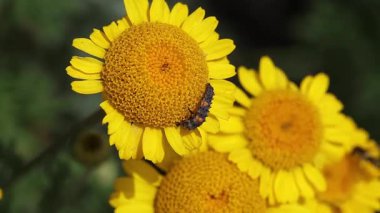 Koksinella septempunctata larvasının kısa bir klibi, cota tinctoria çiçeğindeki yedi benekli uğur kuşu.. 