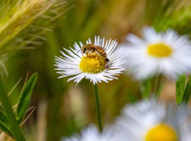 Dişi altın çizgili arı halictus subauratus yıllık pire erigeron çiçeğinde. 