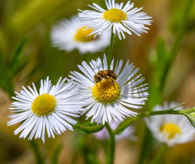 Dişi altın çizgili arı halictus subauratus yıllık pire erigeron çiçeğinde. 