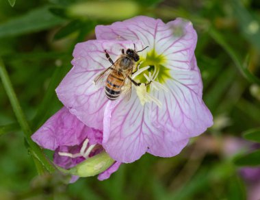 Meksika Pembe Gecesi 'ndeki bal arısının Macro' su Primrose Oenothera Specosa çiçeği . 