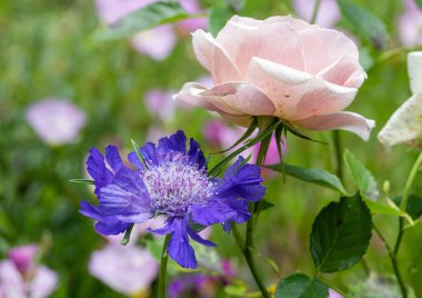 Scabiosa Kafkasya Kafkasya iğne çiçeği ve yazın açan soluk pembe gül..