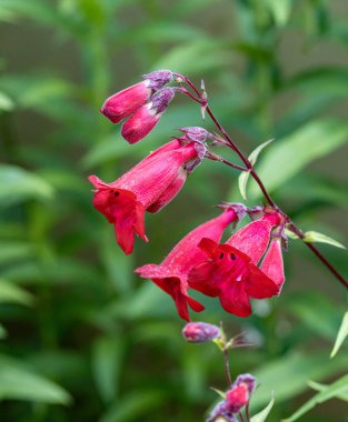 Penstemon hartwegii hartwegs sakal dili yazın başında çiçek açıyor. 