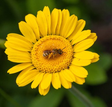 Dişi bir halictus subauratus 'un makrosu ya da bir marşın üzerindeki altın çizgili arı tütsü çiçeği. 