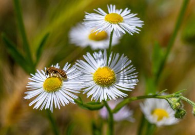 Dişi altın çizgili arı halictus subauratus yıllık pire erigeron çiçeğinde. 