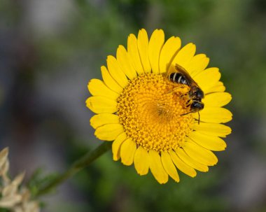Yapayalnız bir halictus arısının marş üzerindeki büyüsü.. 