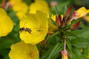 Bal arısının Makro 'su Ortak Bir Akşamda Primrose Oenothera biennis çiçeği .