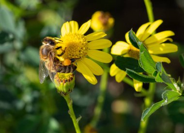 Senecio 'daki arılar. Eşitsizlikler. Dar yapraklı ragwort çiçekleri.. 