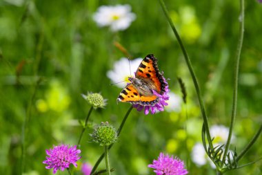 Küçük kaplumbağa kabuğu kelebek Aglais urticae Alp otlağındaki knautia arvensis üzerinde oturuyor.. 