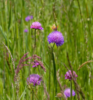  Lycaena alp otlağındaki knautia arvensis üzerinde oturan küçük bakır kelebeği filateder.. 