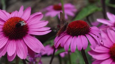 maniola jurtina kapı bekçisi kelebek ve kırmızı kuyruklu yaban arısı lapidarius on echinacea floosa. 