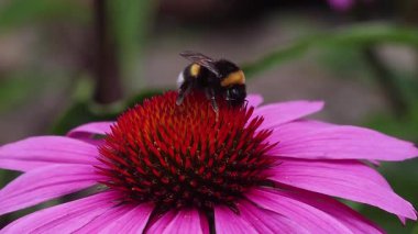 Beyaz kuyruklu bir yaban arısı bomba magnus 'unun kısa bir klibi. Bir ekinezya purpurea pembe mısır çiçeği çiçeğinin üzerinde.. 