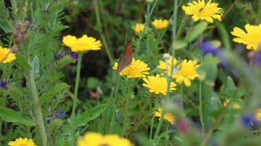 Manola jurtina bekçisi ya da boyanın üzerindeki çayır kahverengi kelebeği papatya marşı tinctoria çiçeğidir..