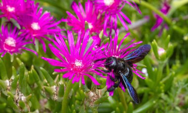 Menekşe marangoz arısı Xylocopa pembe delosperma Cooci buz bitkisi üzerinde arı ihlâli.
