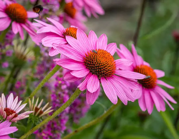 mor coneflower echinacea purpurea ve mor-laosestrife lythrum salicaria. 